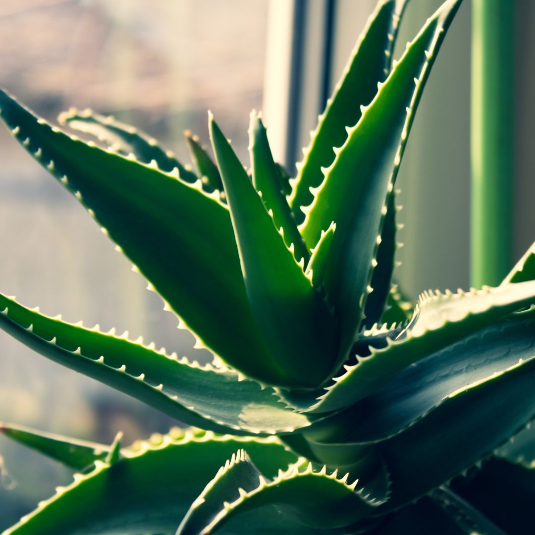 Aloe plant