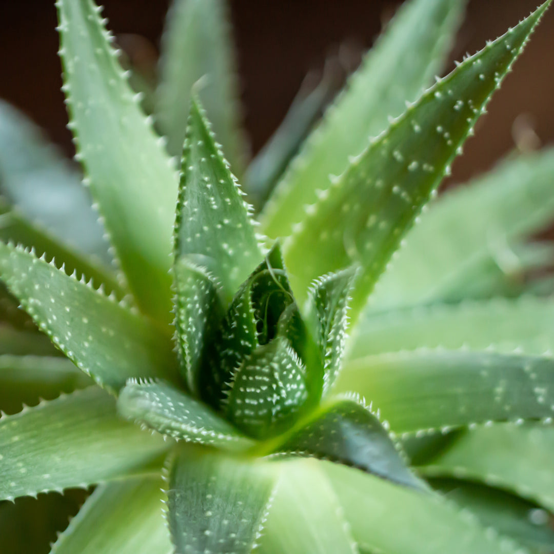 Aloe Vera Plant Mint Exfoliate