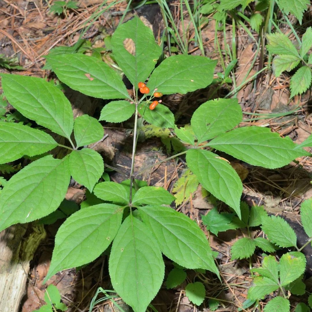 Panax Ginseng plant green leaves with orange berries in the ground