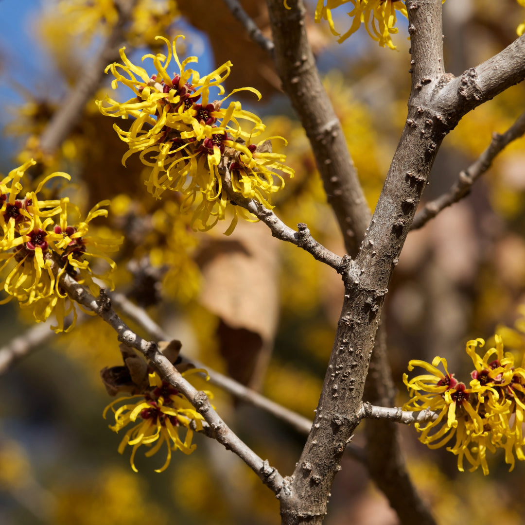 Witch Hazel