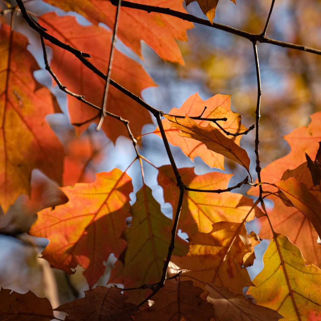Close-up of red maple leaves with a blurred background